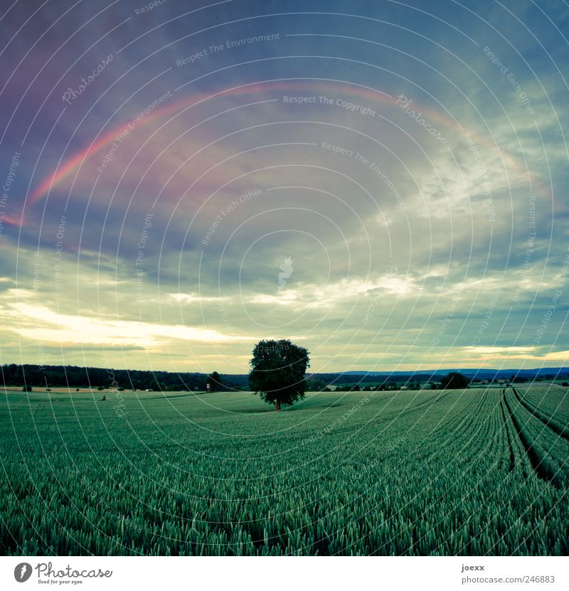 Lichtband Landschaft Himmel Wolken Frühling Klima Baum Nutzpflanze Feld authentisch groß hell schön blau gelb grün rot ruhig Umwelt Regenbogen Farbfoto