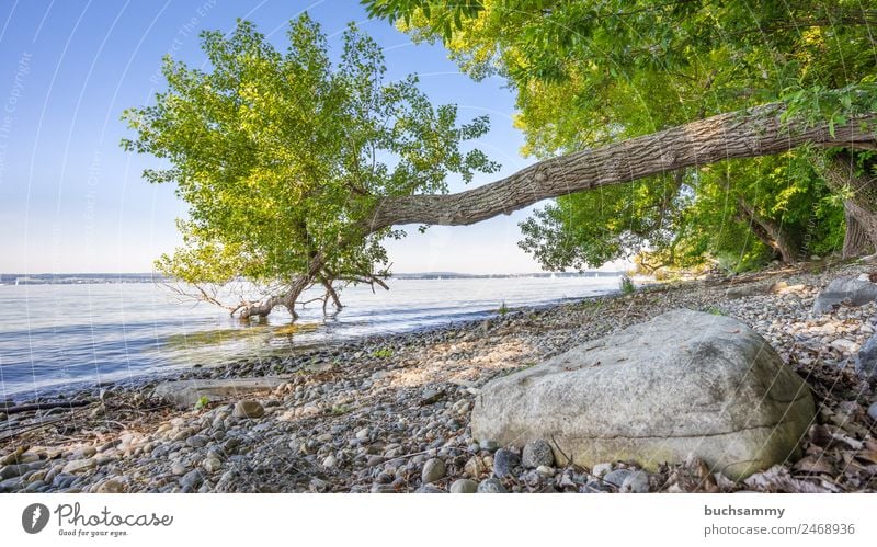 Bodenseeufer Ferien & Urlaub & Reisen Tourismus Ausflug Camping Sommer Sommerurlaub Strand Wassersport Segeln Baum Küste Seeufer Schwimmen & Baden blau grau