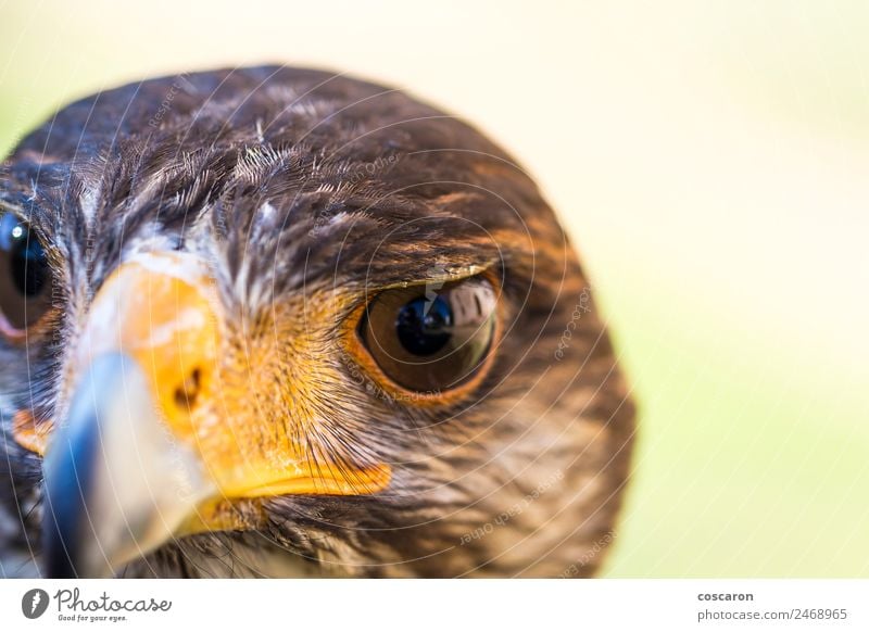 Porträt von Harris Falke. Nahaufnahme Jagd Hand Natur Tier Himmel Baum Wald Wildtier Vogel Tiergesicht 1 sitzen wild braun gelb rot weiß Hintergrund Schnabel