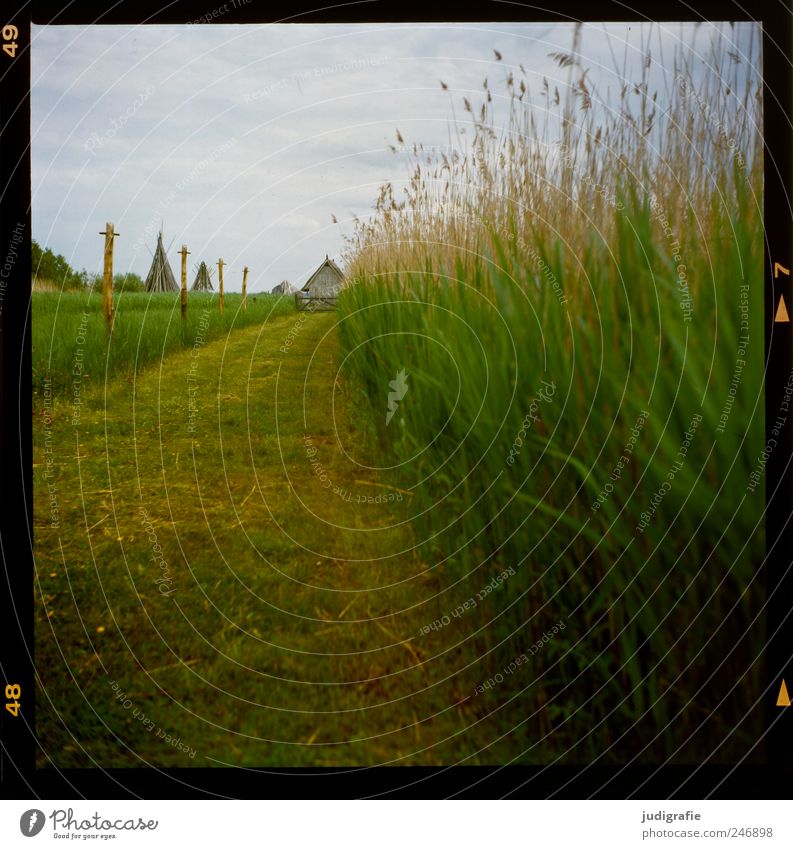 Am Bodden Umwelt Natur Landschaft Pflanze Sommer Gras Wiese Vorpommersche Boddenlandschaft Darß Hütte natürlich niedlich Stimmung Idylle Farbfoto Außenaufnahme