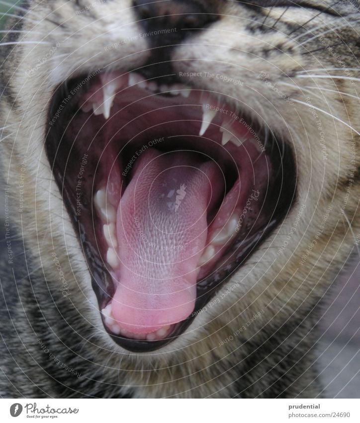 bin ich muede Katze gähnen Rachen Müdigkeit Gebiss Zunge weit offen