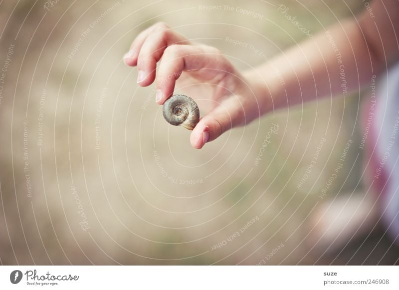 Spielhaus Freizeit & Hobby Spielen Mensch Kind Kindheit Arme Hand Finger 1 3-8 Jahre Wiese Schnecke festhalten klein natürlich niedlich trocken Schneckenhaus