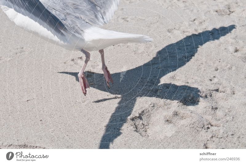 Mach mir den Düsenjet... Tier Flügel 1 fliegen Abheben Möwe Möwenvögel Vogel Schatten Schattenspiel Düsenflugzeug Pfote Sand Strand Geschwindigkeit