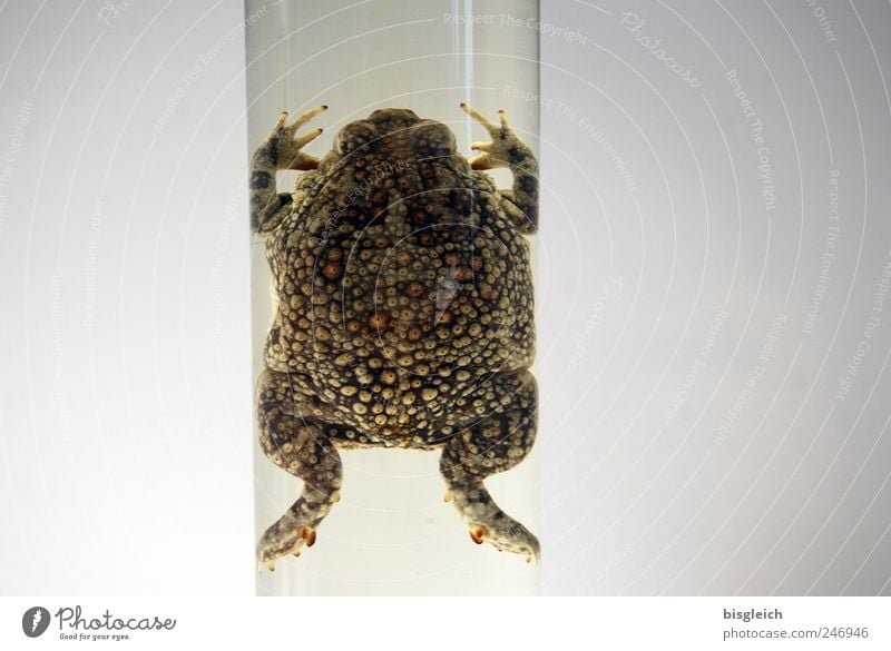 Rohrfrosch Labor Frosch Froschschenkel 1 Tier Glas grau grün Tierschutz Tierpräparat Röhren Farbfoto Gedeckte Farben Innenaufnahme Textfreiraum links