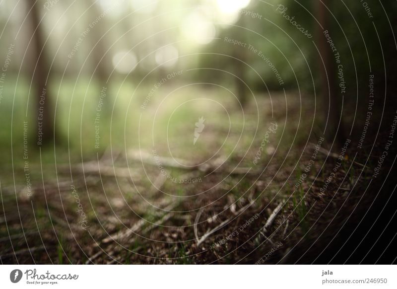 zauberwald Umwelt Natur Pflanze Baum Gras Sträucher Wald braun grün weiß Farbfoto Außenaufnahme Menschenleer Tag Unschärfe