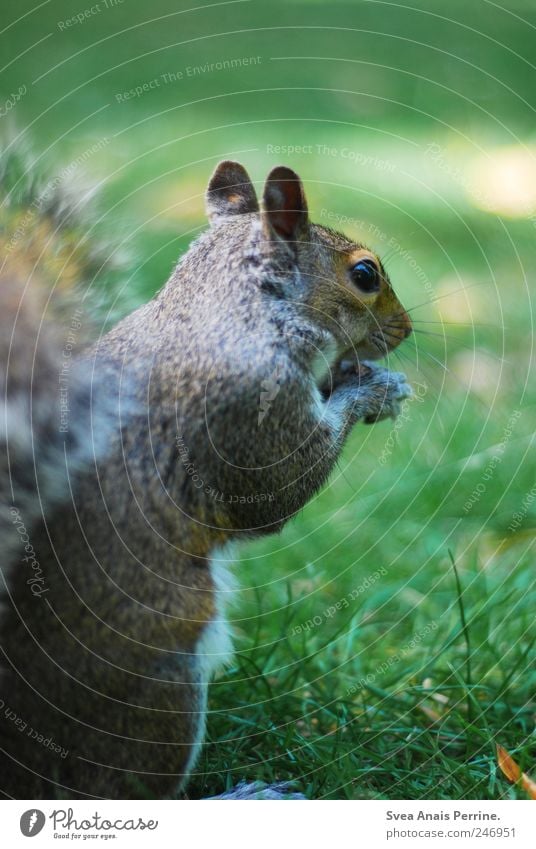 stop eating animals. Park Wiese Wildtier Tiergesicht Eichhörnchen außergewöhnlich Rasen Fell Farbfoto Gedeckte Farben Außenaufnahme Tierporträt Wegsehen