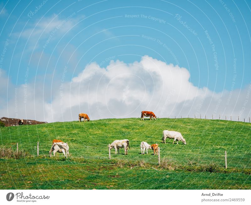 Irland Landschaft Himmel Wolken Frühling Sommer Schönes Wetter Wiese Feld Hügel Tier Nutztier Kuh Kalb Tiergruppe Herde Tierpaar Tierjunges Tierfamilie Fressen