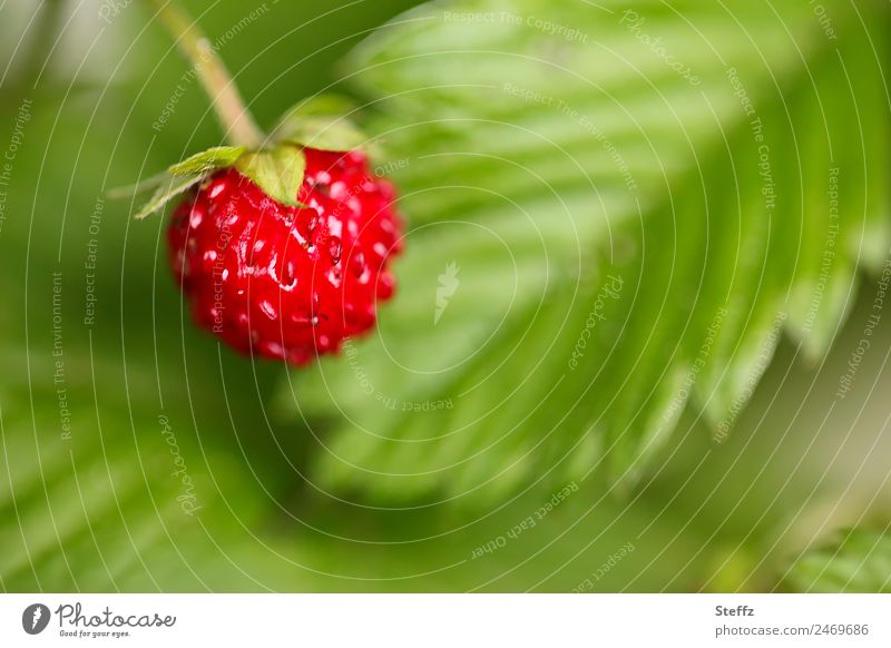 Walderdbeere Wald-Erdbeere Fragaria vesca rote Beere Waldfrucht Frucht Naschfrucht Sammelnussfrüchte Nutzpflanze Wildpflanze Juni natürlich essbar frisch lecker