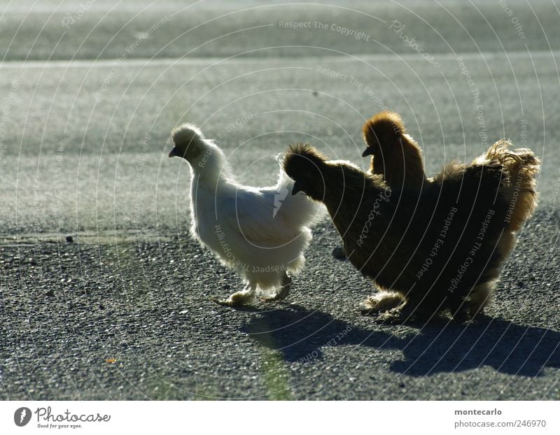 Wo gehts lang ? Tier Nutztier Haushuhn 3 gehen niedlich grau schwarz weiß Farbfoto mehrfarbig Außenaufnahme Abend Licht Schatten Gegenlicht Tierporträt Profil