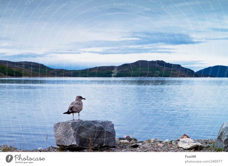 Fernweh Natur Luft Wasser Wolken Tier Wildtier Vogel Möwe 1 Stein beobachten hocken frei schön lustig natürlich Neugier Geschwindigkeit blau grau weiß Leben