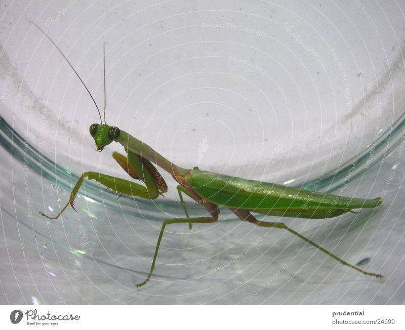 gottesanbeterin gefangen grün mantis Angst