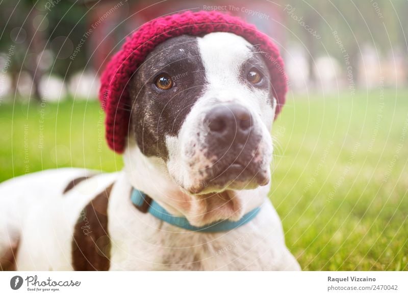 Hund schaut in die Kamera Herbst Park Fell Hut Tier Haustier 1 genießen springen Freundlichkeit gut grün rot weiß ruhig Selbstbeherrschung Farbfoto mehrfarbig