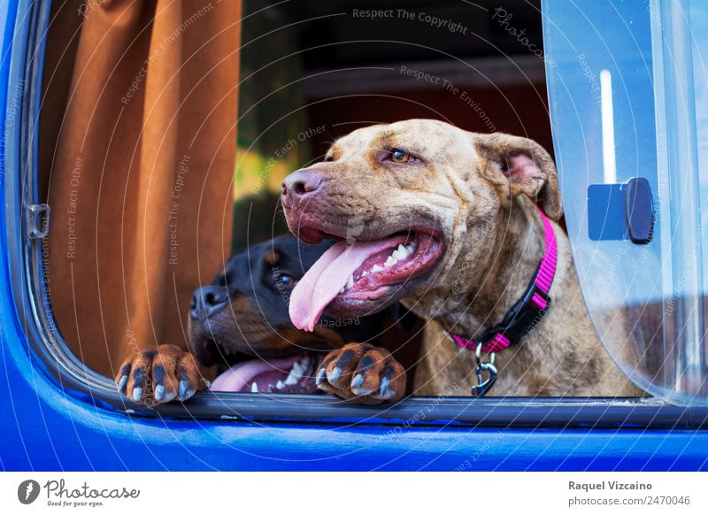 Zwei Hunde stießen ihre Köpfe aus dem Fenster eines Autos. Verkehr Fahrzeug Wohnwagen Tier Haustier Tiergesicht 2 Tierpaar fahren Blick Zusammensein Glück