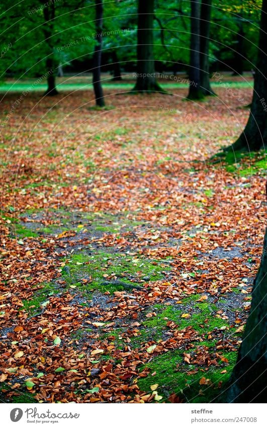 Herbst Landschaft Baum Wald Müdigkeit ruhig schön mehrfarbig Blatt Buche Buchenwald Moos Park Farbfoto Außenaufnahme