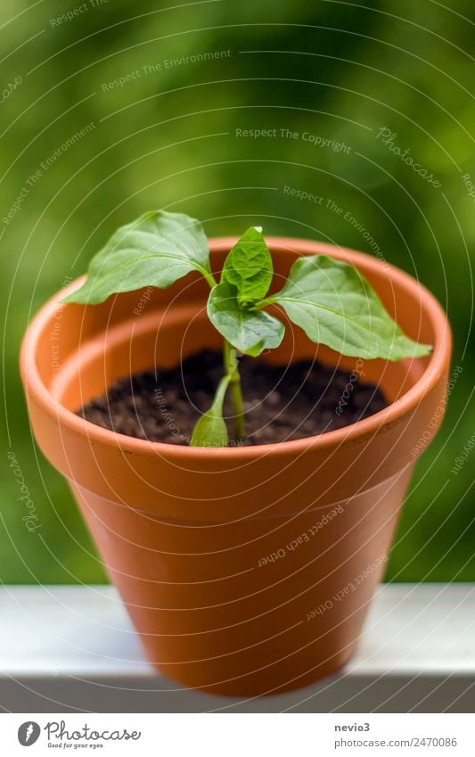 Junge Chili Pflanze auf dem Balkon Natur Erde Garten grün Balkonpflanze Balkondekoration Geländer Topf Topfpflanze Kübel Blatt Wachstum Sauerstoff Paprika