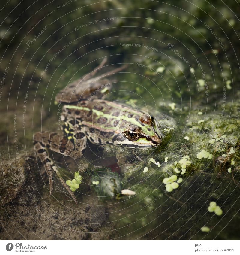 frosch Natur Tier Wasser Pflanze Wasserpflanze Fluss Wildtier Frosch 1 natürlich braun grün Farbfoto Außenaufnahme Menschenleer Tag Tierporträt Blick nach vorn