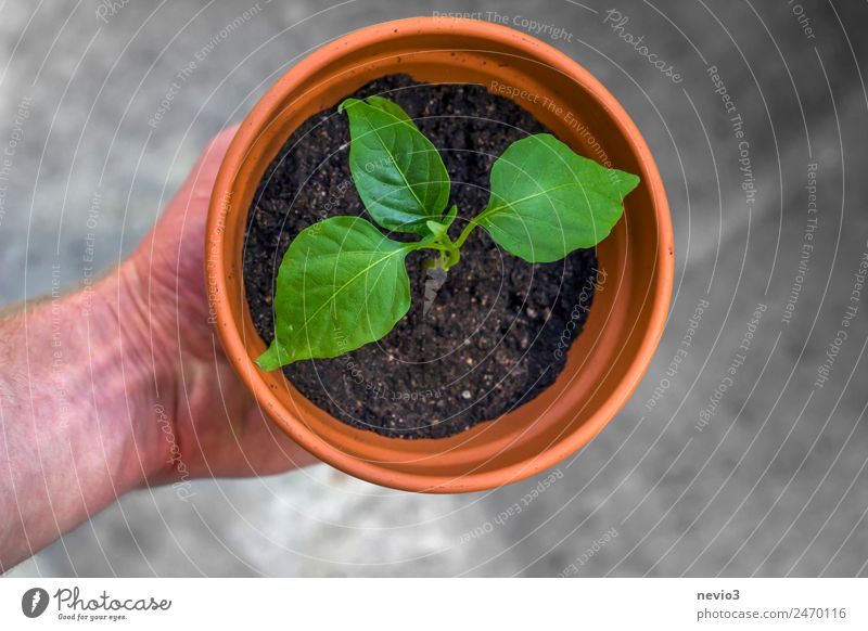 Topfpflanze in der Hand Frühling Sommer Pflanze Blatt Grünpflanze Nutzpflanze klein grün Frühlingsgefühle Wachstum festhalten Gewächshaus umtopfen Blumentopf