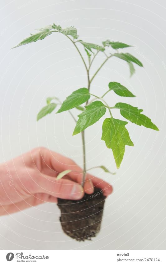 Tomatenpflanze in der Hand vor hellem Hintergrund Frühling Sommer Blatt Grünpflanze Nutzpflanze Topfpflanze grün Frühlingsgefühle Tomatenplantage Stauden