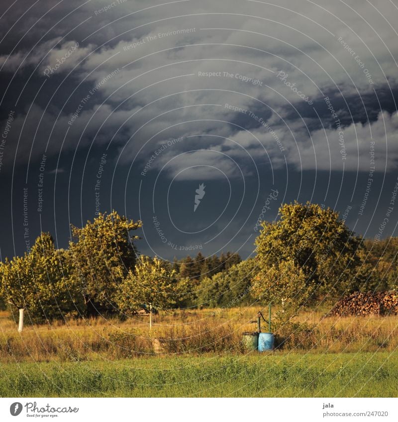 mischwetter Umwelt Natur Landschaft Pflanze Himmel Wolkenloser Himmel Gewitterwolken Sonnenlicht Baum Gras Sträucher Wildpflanze Wiese natürlich blau braun grün