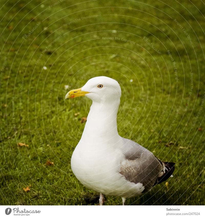 Model Gras Tier Möwe Schnabel Auge Flügel Feder 1 gelb grün schwarz weiß Hochmut Wegsehen Blick Farbfoto mehrfarbig Detailaufnahme Hintergrund neutral Tag