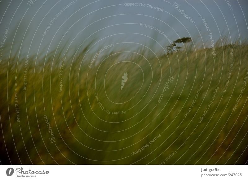 Weststrand Umwelt Natur Landschaft Himmel Pflanze Baum Gras Küste Ostsee Düne Darß kalt natürlich wild Stimmung Windflüchter Farbfoto Gedeckte Farben