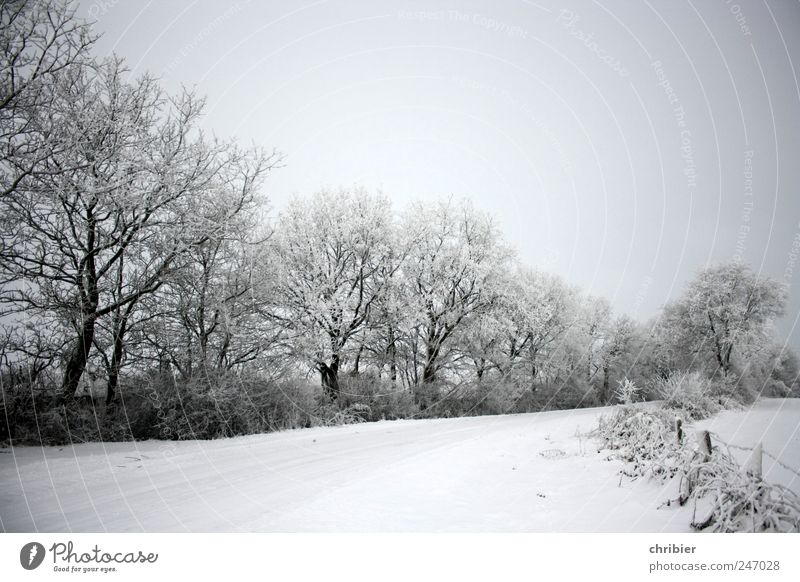 Schnees Stille Natur Landschaft Pflanze Himmel Wolkenloser Himmel Winter Eis Frost Baum Sträucher Knick Feld Zaun Wege & Pfade frieren glänzend hell kalt