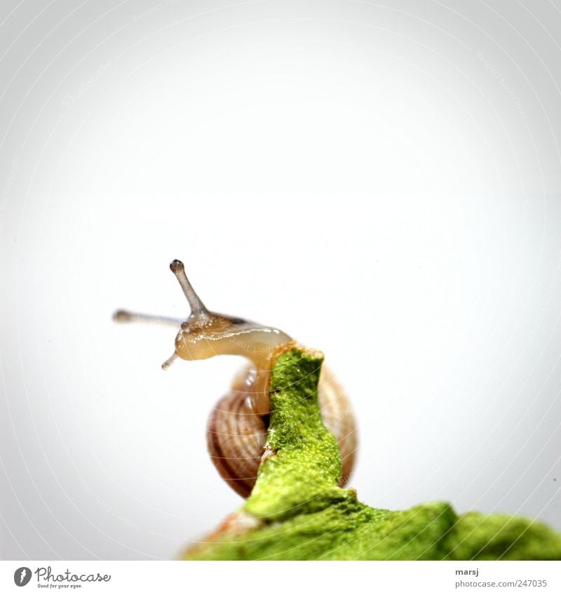 Nach rechts, oder doch l....? Tier Wildtier Schnecke Tiergesicht Babyschnecke 1 Tierjunges wählen beobachten drehen einfach Ekel elegant glänzend gruselig nah