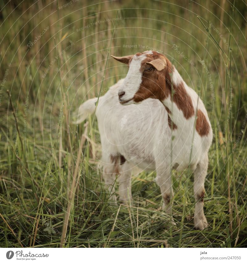 ziggy Umwelt Natur Landschaft Pflanze Tier Gras Sträucher Wiese Nutztier Ziegen 1 natürlich braun grün weiß Farbfoto Außenaufnahme Menschenleer Tag Tierporträt