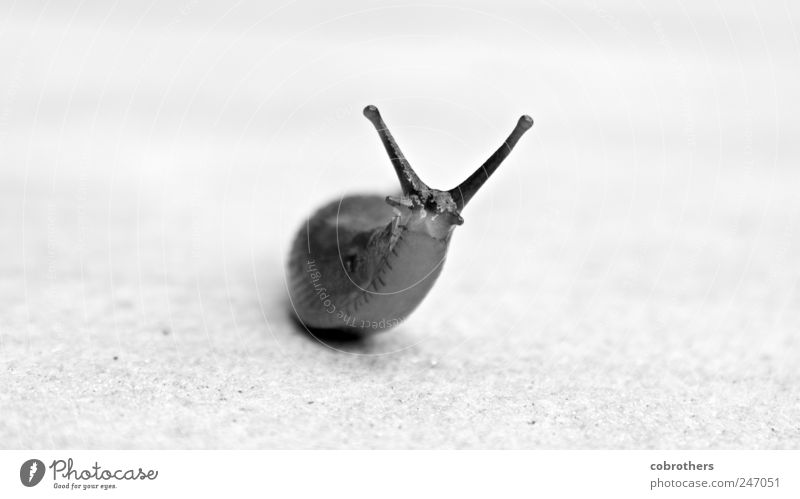 Schöne Schnecke Natur Tier Wildtier 1 Stein Beton beobachten Bewegung entdecken krabbeln Lächeln Blick elegant Freundlichkeit klein lustig Neugier niedlich