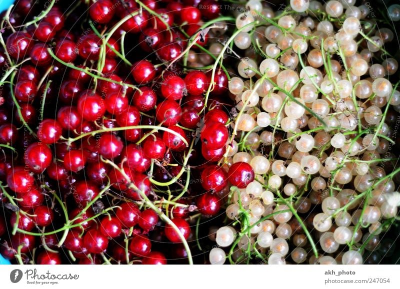 Johannisbeeren rotweiß Lebensmittel Frucht Ernährung Bioprodukte Gesunde Ernährung Gartenobst Gesundheit saftig süß Gegenteil gepflückt Farbfoto Außenaufnahme