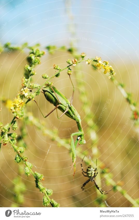 Mantis und Spinne Natur Pflanze Tier Himmel Sonnenlicht Sommer Klima Wind Gras Blatt Blüte Garten Park Feld Wildtier Krallen Pfote 2 Spielen Aggression blau