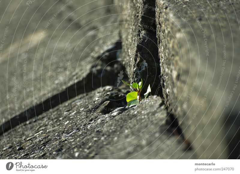 Wenn ich erst mal groß bin.... Natur Pflanze Sommer Schönes Wetter Sträucher Blatt Grünpflanze Nutzpflanze Park Küste grau grün Mauer Farbfoto Außenaufnahme