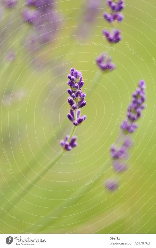 feine Lavendelblüte blühender Lavendel Lavendelduft Lavendelblume Lavendelfarben Duftpflanze Heilpflanze Juni Blütezeit Sommerblüher aromatisch heimisch