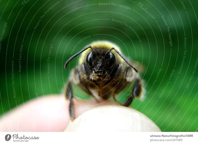 Hey Hummel Natur Tier brünett blond kurzhaarig Behaarung Wildtier Biene Tiergesicht Fell Krallen Pfote 1 beobachten berühren entdecken fangen fliegen