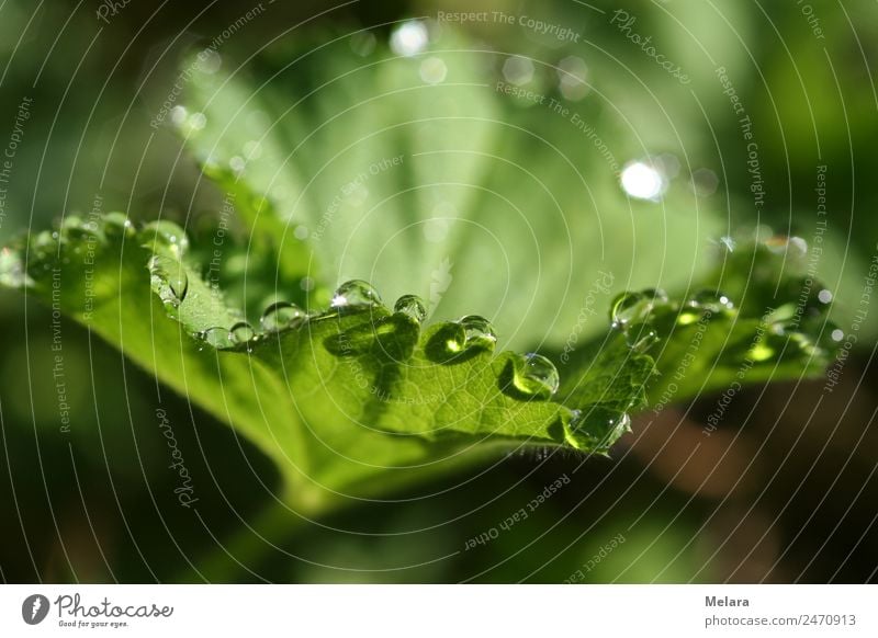 Tautropfen an grünem Blatt Natur Pflanze Wasser Wassertropfen Sonnenlicht Frühling Sommer Schönes Wetter Regen Grünpflanze Wildpflanze Garten Park Wiese Wald