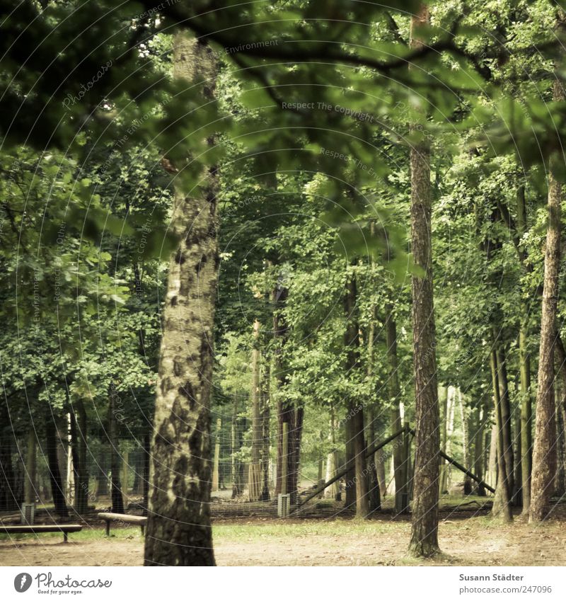 Heide Natur Tier Wachstum wandern Waldlichtung Bank Wildpark Zaun Baumstamm Buche Müllbehälter mehrfarbig Außenaufnahme Tag Dämmerung