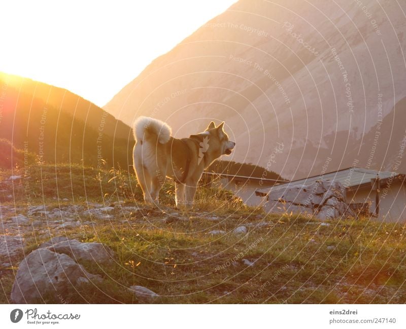 Hund in Gold Berge u. Gebirge Landschaft Sonnenlicht Sommer Dorf Hütte Dach Haustier 1 Tier Stein beobachten hören Blick stehen natürlich Neugier gelb gold