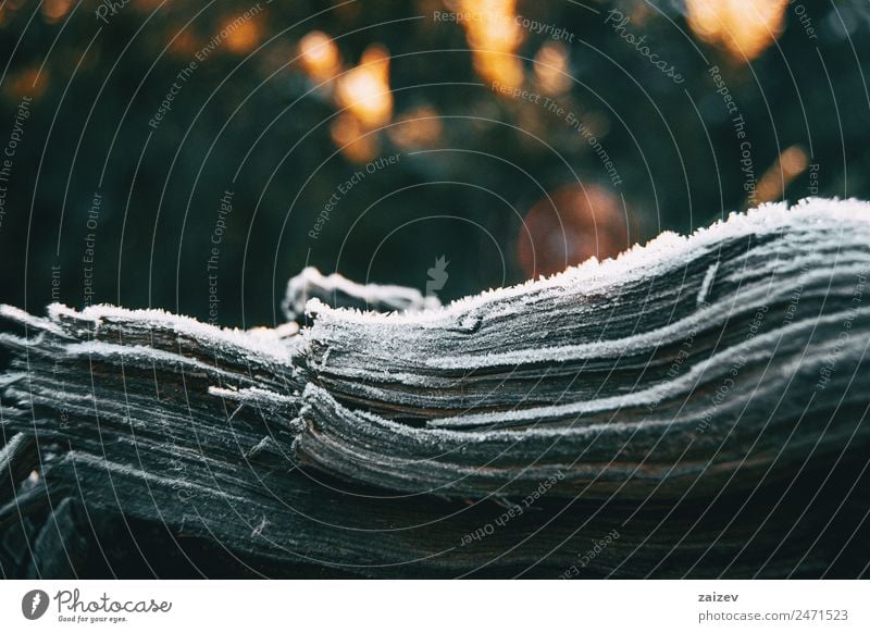 Stücke von Baumholzrinde, die im Sonnenlicht von einer dünnen Schneeschicht bedeckt sind Winter Berge u. Gebirge Garten Tapete Natur Pflanze Herbst Blatt Park