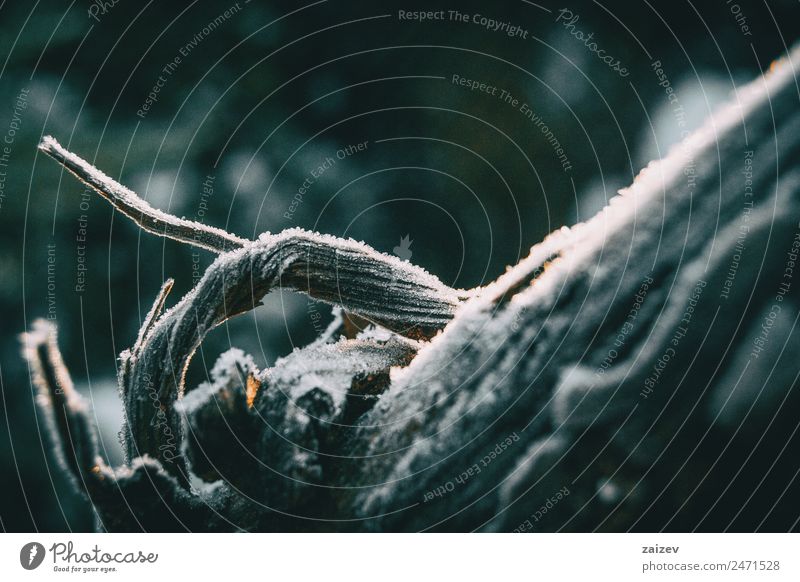 Stücke von Baumholzrinde, die im Sonnenlicht von einer dünnen Schneeschicht bedeckt sind Winter Berge u. Gebirge Garten Tapete Umwelt Natur Pflanze Herbst Klima