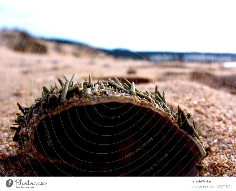 dead sea fruit Meeresfrüchte Strand Natur Sand Wasser Himmel braun gelb grün Seeigel Farbfoto Außenaufnahme Tag