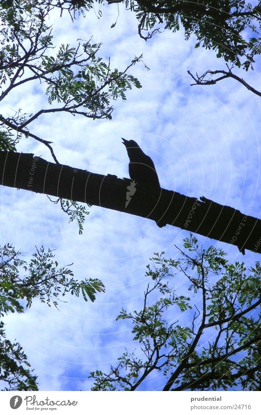 ein vogel ist schon da Rabenvögel Baum schwarz Ast Himmel blau