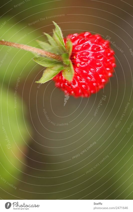 rote Walderdbeere Wald-Erdbeere rote Beere Fragaria vesca Waldfrucht Naschfrucht Sammelnussfrüchte Frucht Nutzpflanze Juni natürlich frisch lecker süß grün reif