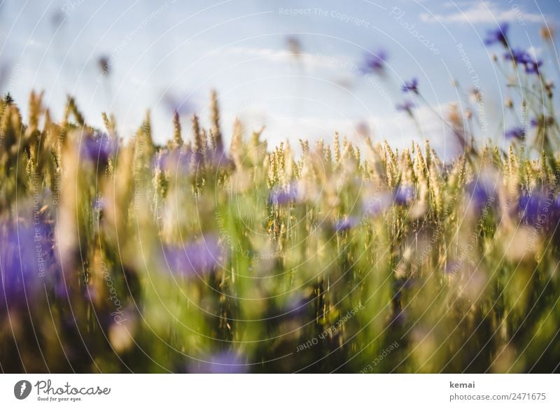 Sommerfeld Leben harmonisch Wohlgefühl Sinnesorgane Erholung ruhig Freizeit & Hobby Natur Pflanze Himmel Schönes Wetter Blume Nutzpflanze Weizen Weizenfeld Feld