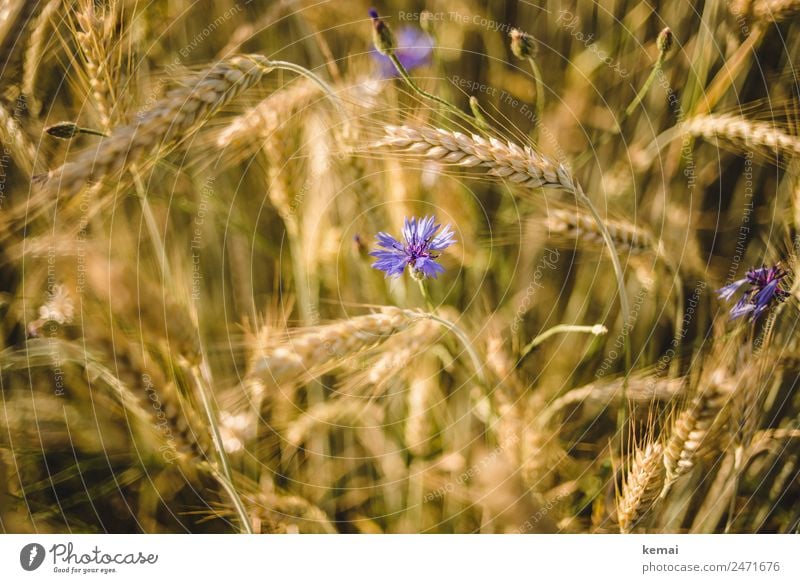 Korn und Blume harmonisch Wohlgefühl Zufriedenheit ruhig Natur Pflanze Sommer Schönes Wetter Wärme Nutzpflanze Kornblume Gerste Gerstenfeld Feld Blühend