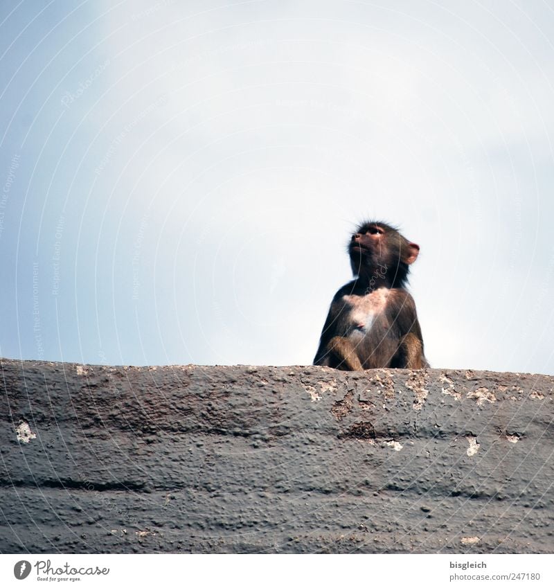 Äffchen Tier Wildtier Zoo Affen Pavian 1 Tierjunges sitzen blau grau Himmel Felsen Farbfoto Gedeckte Farben Außenaufnahme Menschenleer Textfreiraum oben