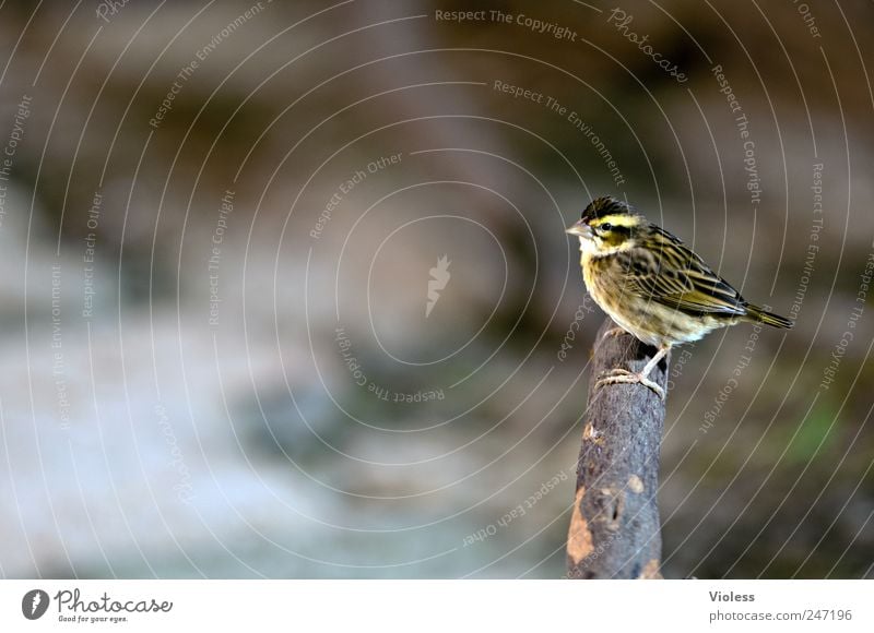 piep - kleiner vogel Tier Vogel Flügel 1 niedlich Federvieh Farbfoto