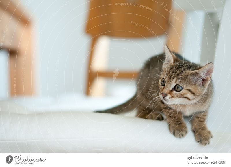 Und weg! Häusliches Leben Wohnung Möbel Stuhl Tisch Tier Haustier Katze Fell Pfote 1 Tierjunges beobachten warten kuschlig niedlich weich braun weiß Neugier