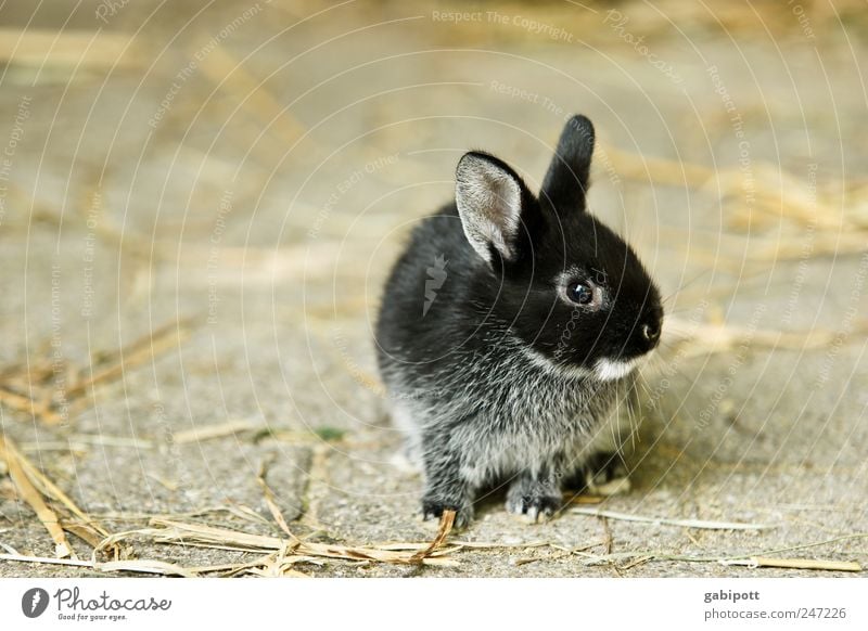 Meine Katze Tier Haustier Nutztier Fell Streichelzoo Hase & Kaninchen 1 Tierjunges kuschlig weich braun schwarz Schutz Geborgenheit Warmherzigkeit Tierliebe