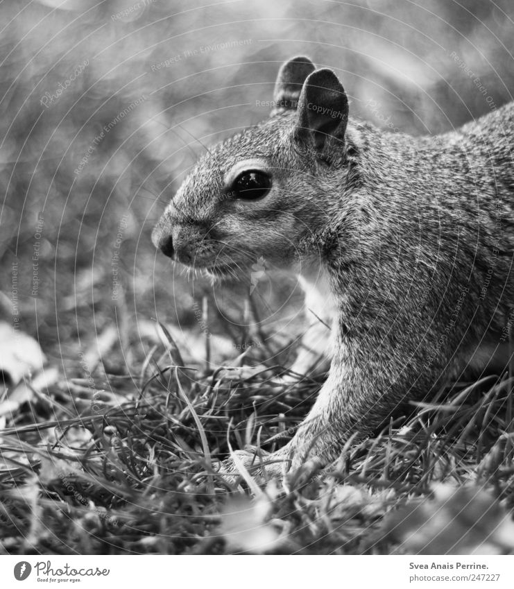 hörnchen. Garten Park Wiese Tier Wildtier Tiergesicht Fell Eichhörnchen 1 außergewöhnlich Neugier Schwarzweißfoto Außenaufnahme Menschenleer