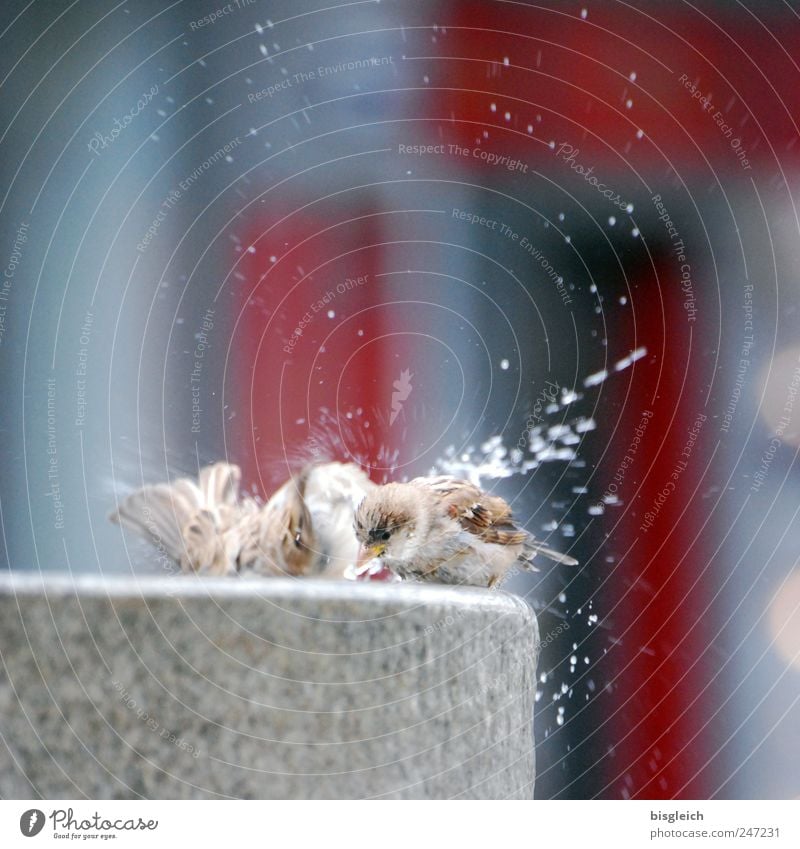 Spatzenwäsche Tier Vogel Flügel 2 Tierpaar Brunnen Stein Schwimmen & Baden frisch grau rot Lebensfreude Wassertropfen Farbfoto Gedeckte Farben Außenaufnahme